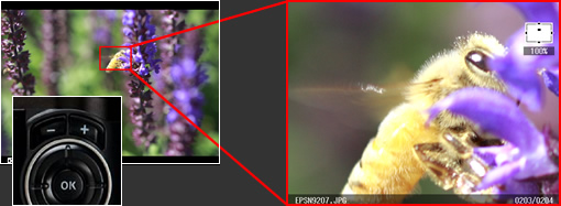 Zoom for focus check