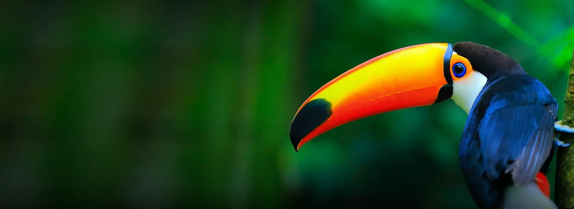 Brighter and vivid projection Brighter and vivid projection