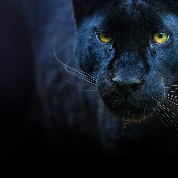 deeper-darker-blacks deeper-darker-blacks