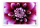 Advanced magenta pigments